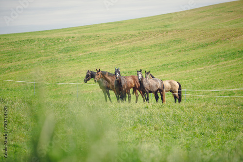 horse mare herd in green field