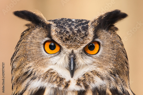 Eurasian Eagle Owl © mattcuda