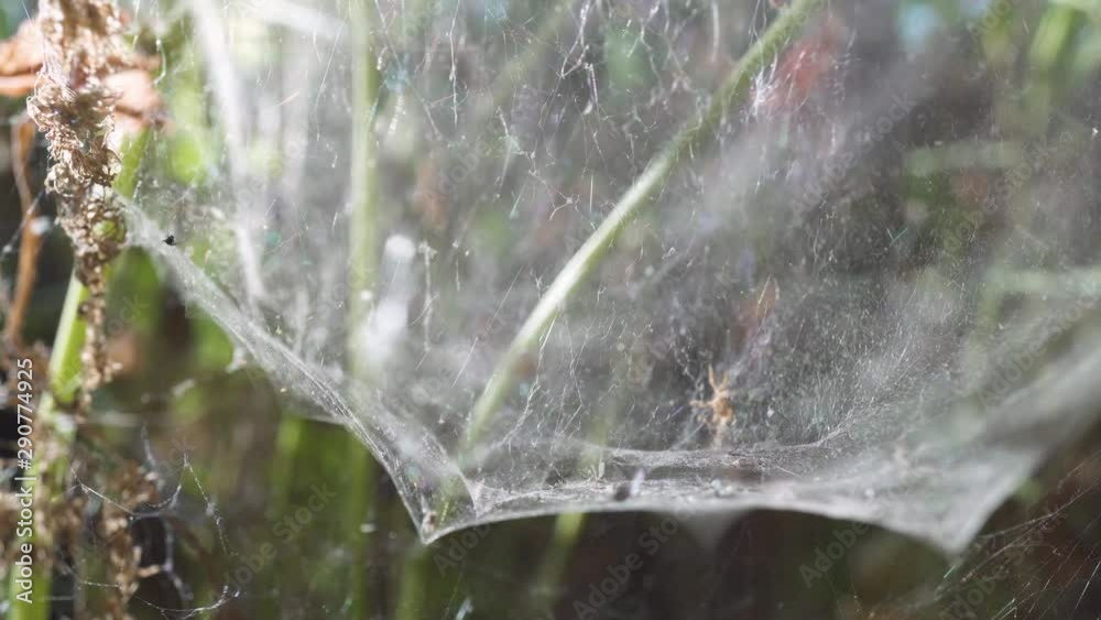 Cobweb on the drying leaves and stems of the plant. Close-up concept of ecological disaster causing harm or pollution of the planet environment. Cobweb on the drying leaves and stems of the plant. Close-up concept of ecological disaster causing harm or pollution of the planet environment.