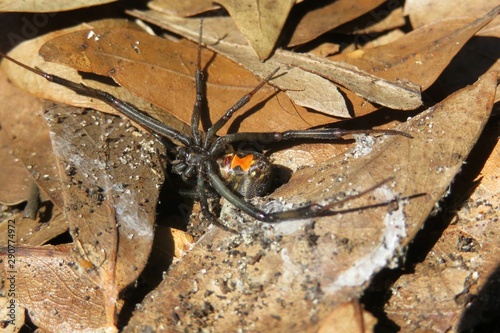 Widow spider on ground in Florida wild, closeup photo