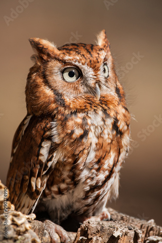 Photos Eastern Screech Owl