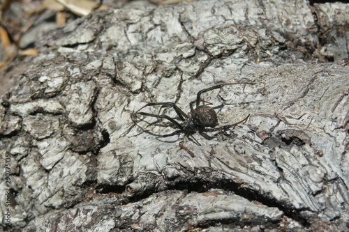 Widow spider on wooden background in Florida forest