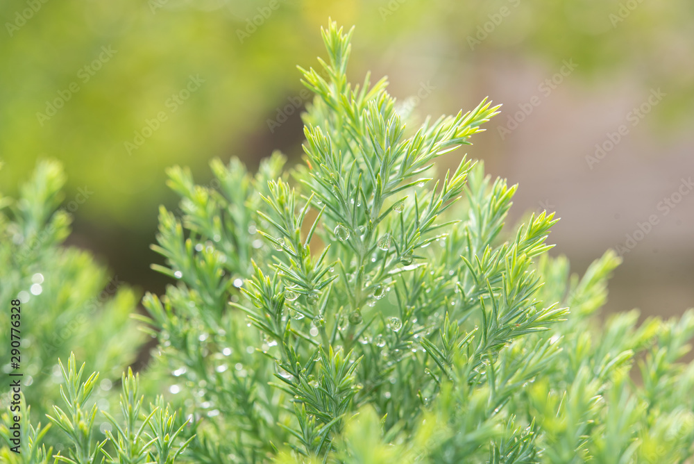 Christmas background, Pine tree background, closeup Christmas background, Pine tree background, closeup