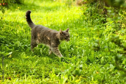 Small beautiful cat walking through green garden.
