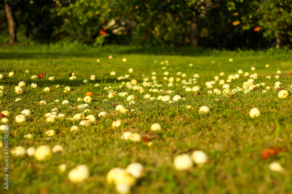 Beautiful garden view of fallen small apples on a countryside house garden grass.