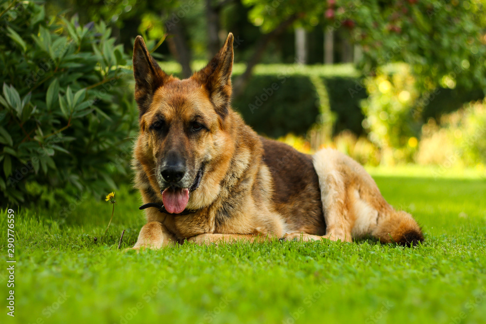 Beautiful view of lovely German shepherd dog Zara sitting in a countryside city house park garden.