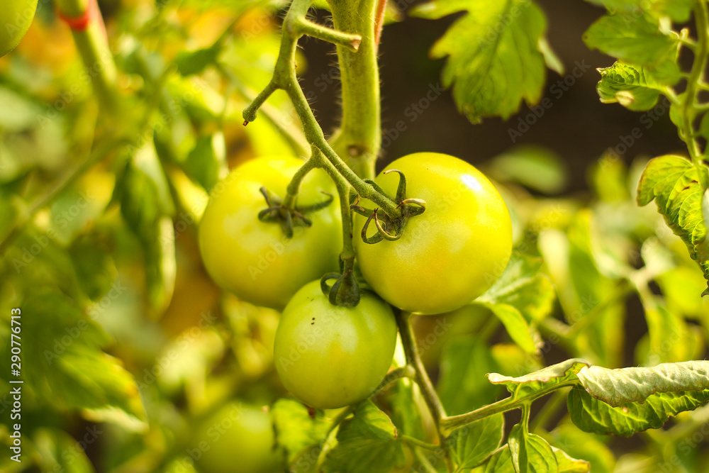 Beautiful garden floral view of new green growing tomates in a hot greenhouse. Picture taken in hot summer day located in small countryside home - Latvia. Beautiful garden floral view of new green growing tomates in a hot greenhouse. Picture taken in hot summer day located in small countryside home - Latvia.