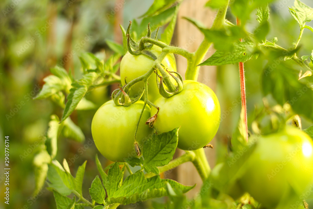Beautiful garden floral view of new green growing tomates in a hot greenhouse. Picture taken in hot summer day located in small countryside home - Latvia. Beautiful garden floral view of new green growing tomates in a hot greenhouse. Picture taken in hot summer day located in small countryside home - Latvia.