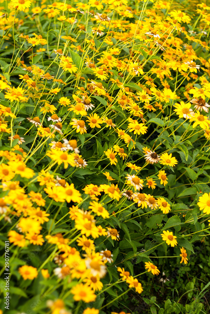 Beautiful small yellow garden flowers blooming in summer.