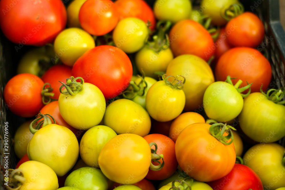 Beautiful background image of lovely Tomatoes right after taking them off plants. Beautiful background image of lovely Tomatoes right after taking them off plants.