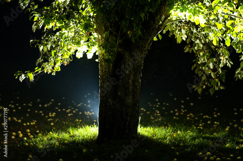 Beautiful garden view with tree and strobe light flashing behind them.