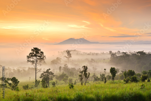 Misty morning sunrise at Thung Salaeng Luang National Park, Phetchabon, Thailand. Beautiful landscape of foggy sunrise in grassland savannah. Thung Salaeng Luang is grassland savannah in Thailand. 