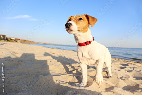 Funny looking jack russell terrier puppy at the sandy beach with soft sunset light. Adorable four months old doggy with curious eyes over ocean view background. Portrait, close up, copy space. © Evrymmnt