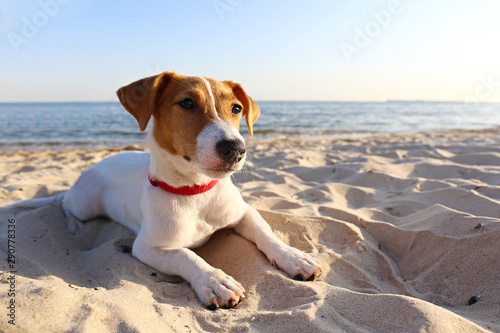 Funny looking jack russell terrier puppy at the sandy beach with soft sunset light. Adorable four months old doggy with curious eyes over ocean view background. Portrait, close up, copy space. © Evrymmnt