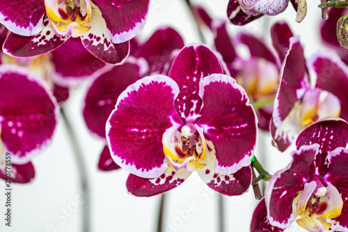 Selective focus close up beautiful purple Phalaenopsis orchids.Blurred flower background.