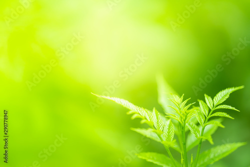 Closeup view of green leaf with beauty bokeh under sunlight.