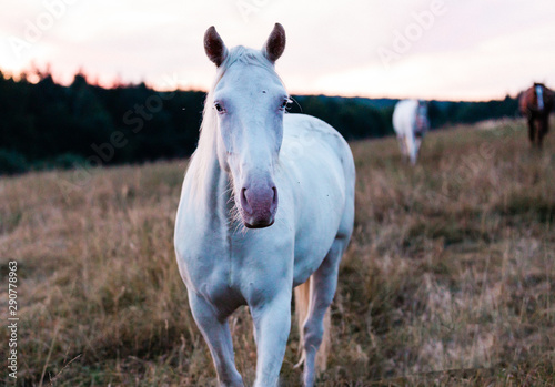 A pretty white horse in the morning light © Anja