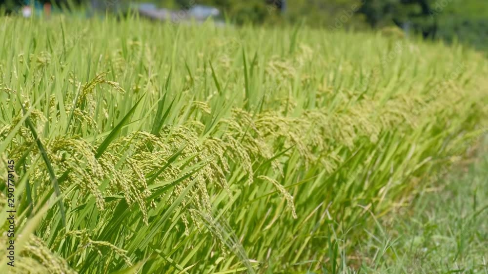 【動画素材】 風に揺れる稲穂　米　田んぼ　農業