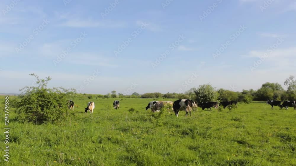 cows graze in the valley,in the summer, cows graze in the pasture on the plain cows graze in the valley,in the summer, cows graze in the pasture on the plain