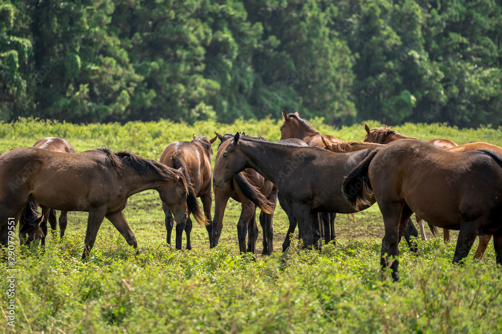 Horse Images, Stock Photos & Vectors