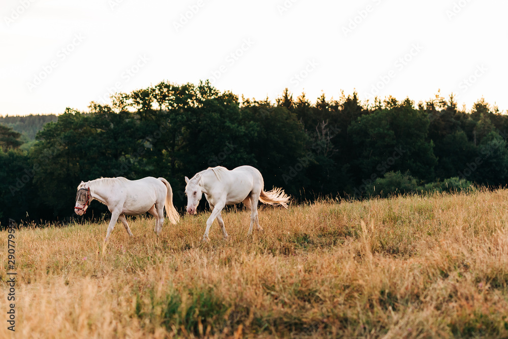 White horses on grazing on a meadow in the morning light White horses on grazing on a meadow in the morning light