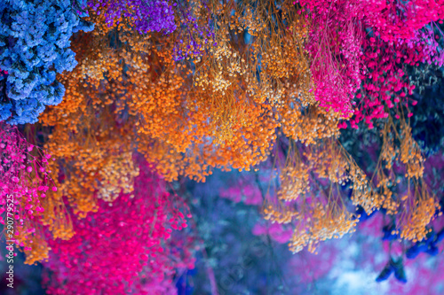 Colorful dry flowers at the roof as a decoration.Selective focus bright colored flower background.