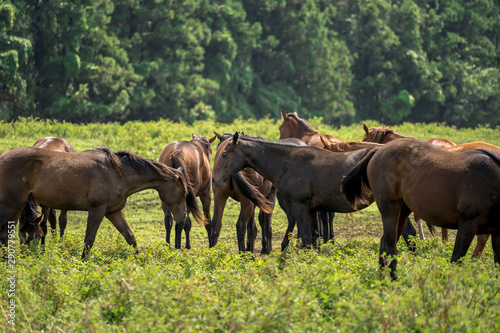 Horse Images, Stock Photos & Vectors
