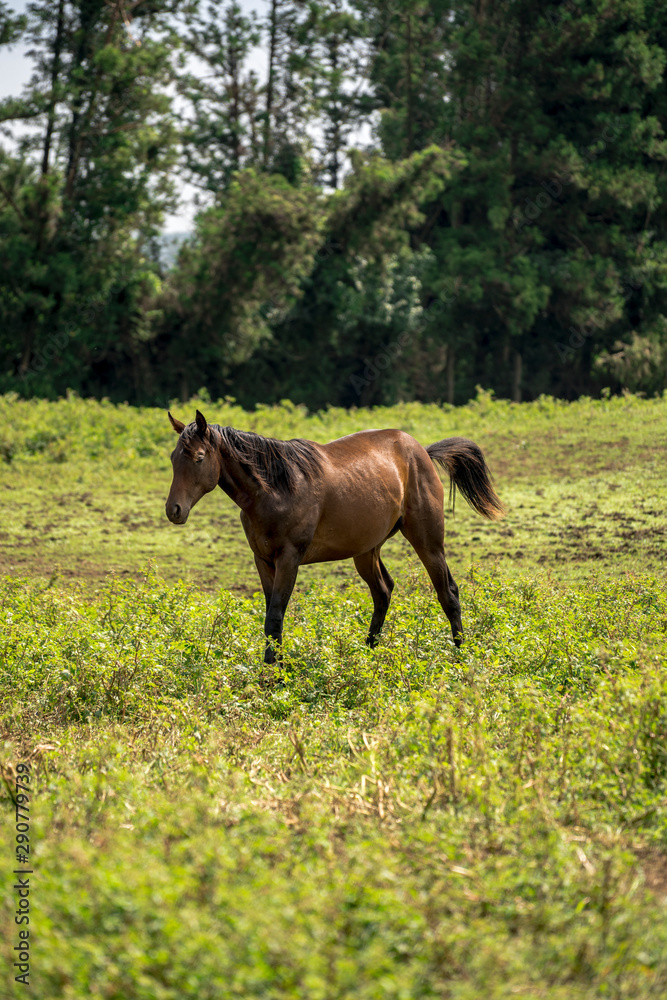 Horse Images, Stock Photos & Vectors Horse Images, Stock Photos & Vectors
