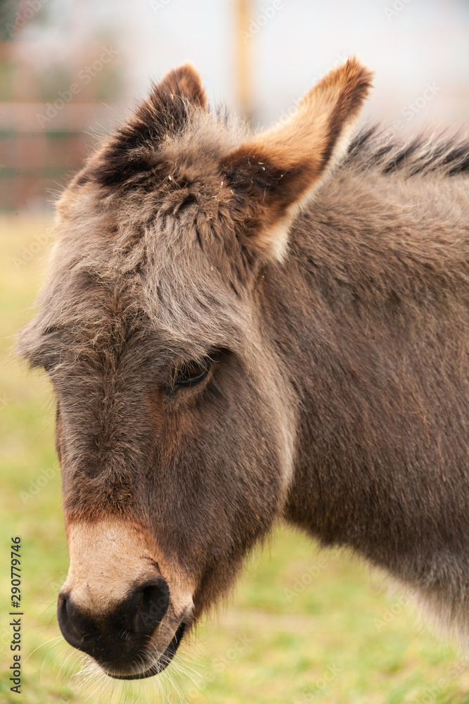 Portrait - Kopf von einem Esel Portrait - Kopf von einem Esel