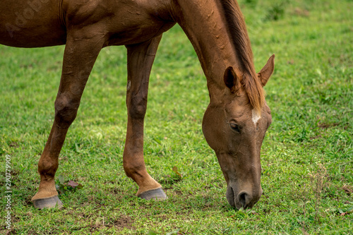 Horse Images, Stock Photos & Vectors