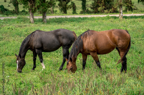 Horse Images, Stock Photos & Vectors