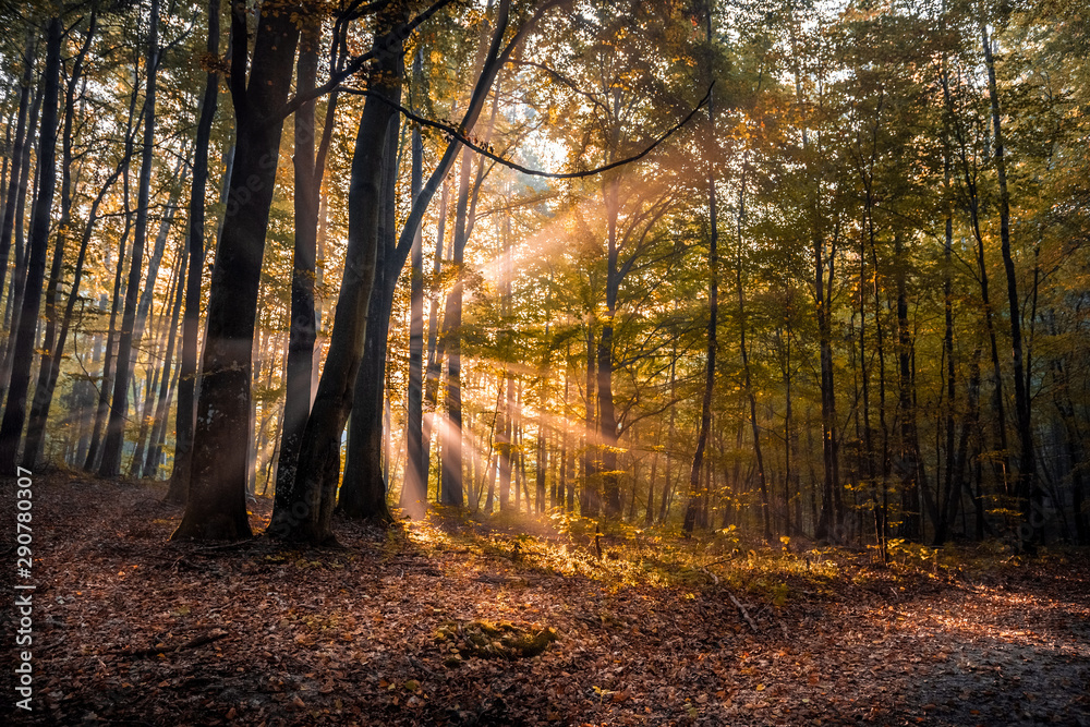 Obraz premium autumn sunrise in the forest