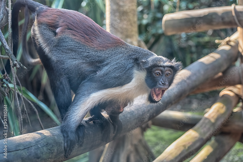 Diana monkey, Cercopithecus diana, a dark grey Old World monkey with ...