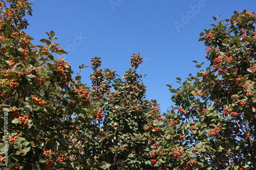 Berries on branches of Sorbus aria against blue sky in September