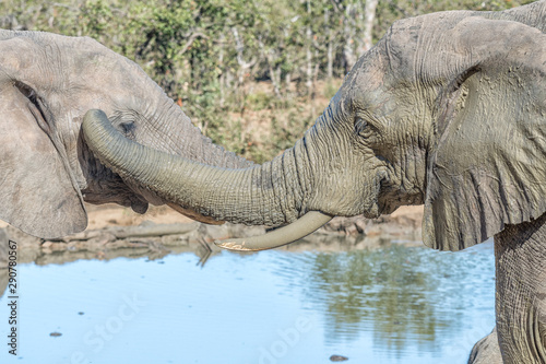 Photography Social interaction between two african elephants
