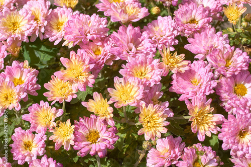 chrysanthemums many small bright colors carpet background