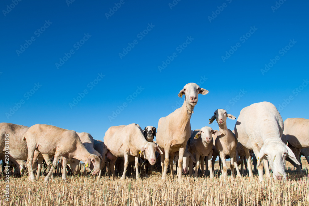 herd of sheep in the foreground.