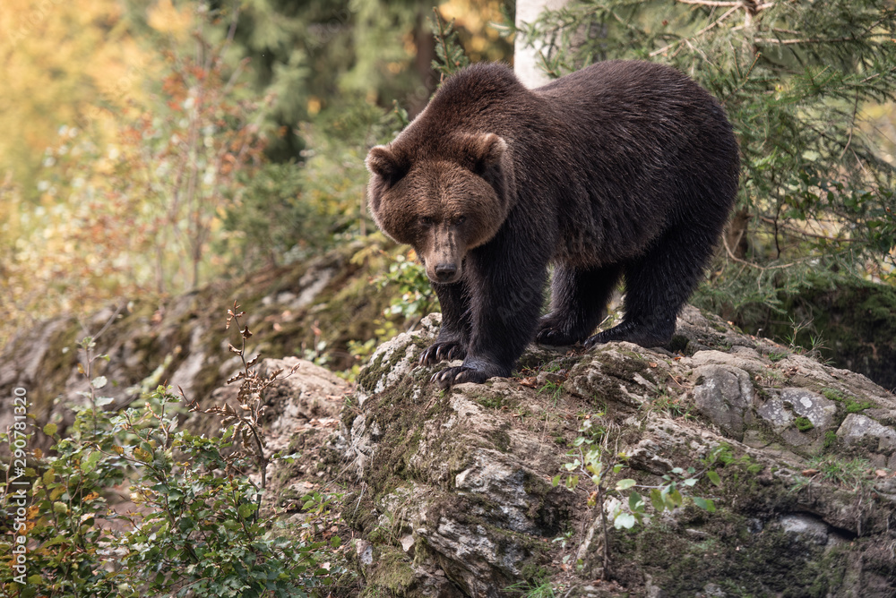 Brown bear is standing on the rock in Bayerischer Wald National Park, Germany Brown bear is standing on the rock in Bayerischer Wald National Park, Germany