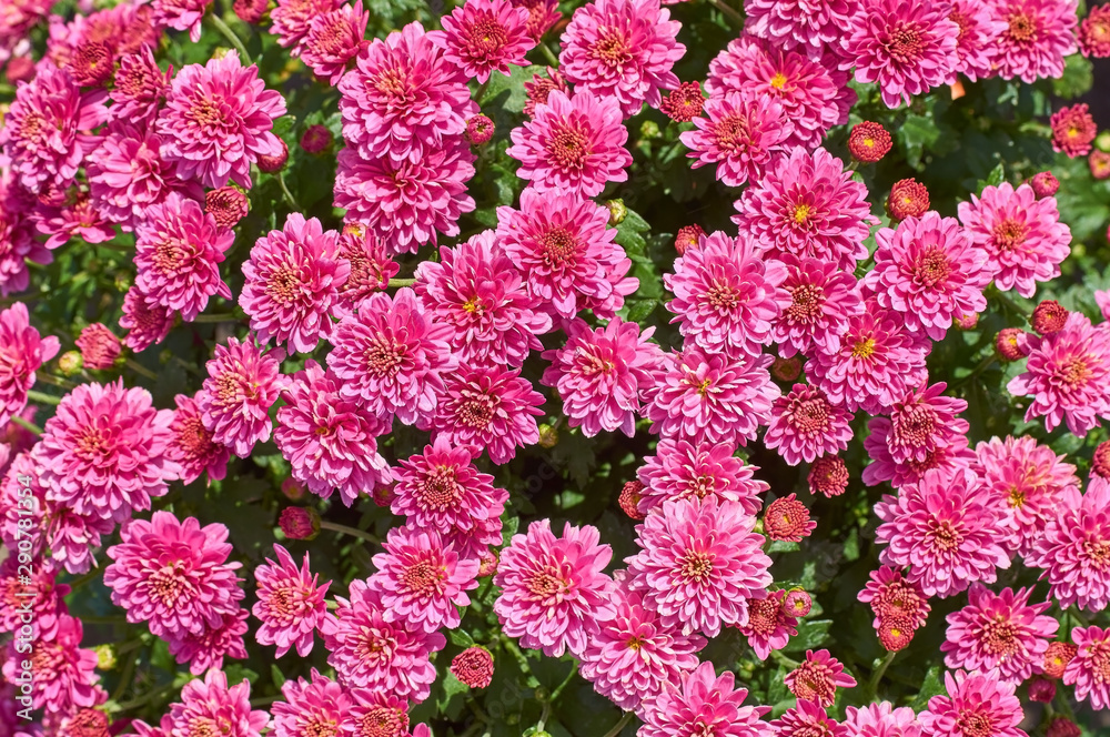 chrysanthemums many small bright colors carpet background chrysanthemums many small bright colors carpet background