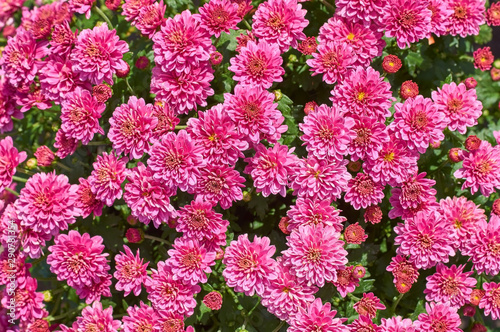 chrysanthemums many small bright colors carpet background