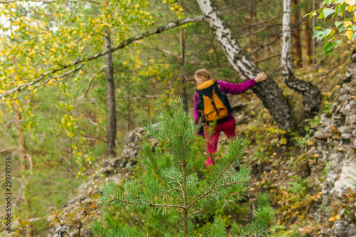 young fir tree in a mountain forest, in the background in the blur a woman is engaged in trekking