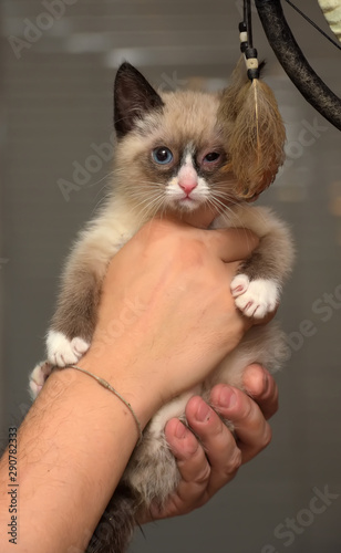 little funny snow shu kitten photo