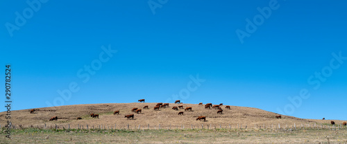 les vaches brouttent l'herbe sèche dans le pré