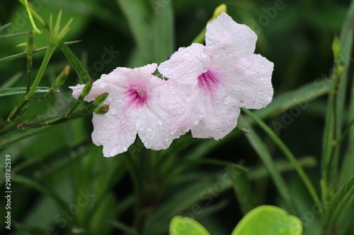 Pink flower is beauty in the garden