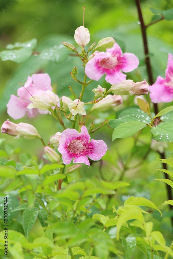 Fototapeta premium Pink flower is beauty in the garden