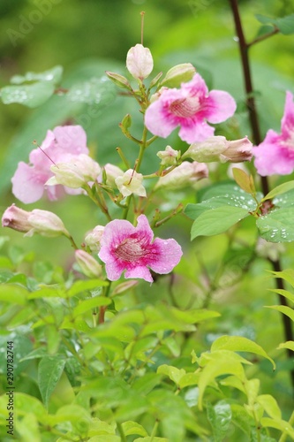 Pink flower is beauty in the garden