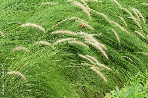 Grass flowers at beautiful in the nature