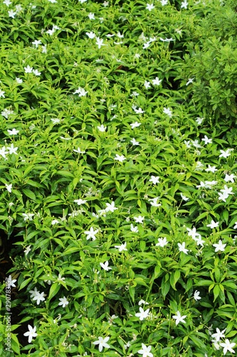 White flower is beauty in the garden