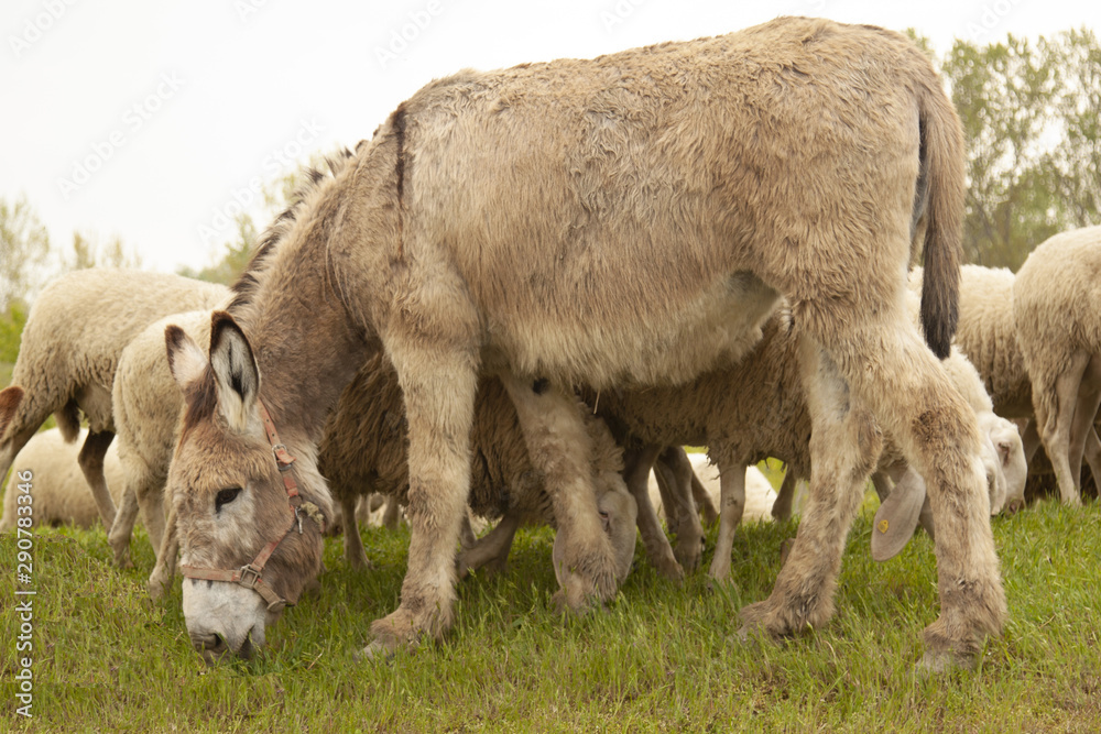 gregge di animali al pascolo asino e pecore gregge di animali al pascolo asino e pecore