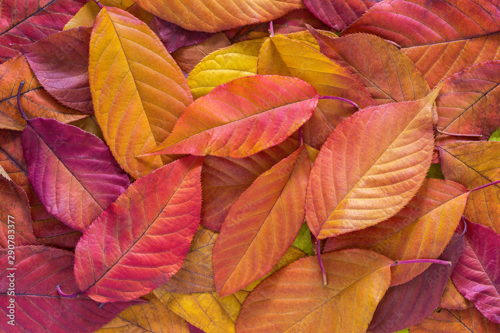 Colorful autumn leaves of Cherry  laying on ground. Top view.